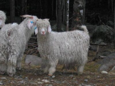 Goats: Still Waiting for 2012 Kids! Image